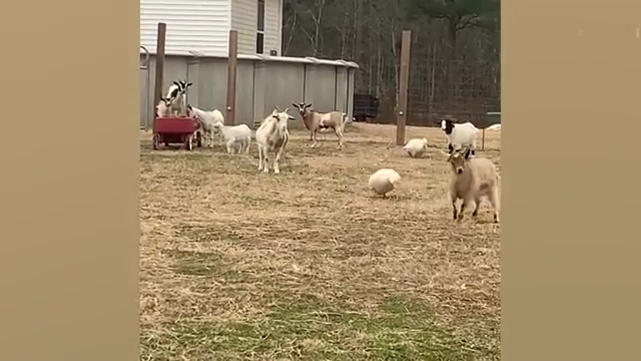 Funniest Cats & Dogs of 2025 🐾😂 | Try Not To Laugh Challenge!