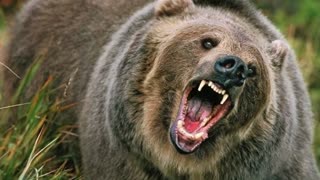 Grizzly Bear Mauls 11 Students & Teachers in Horrific School Trip