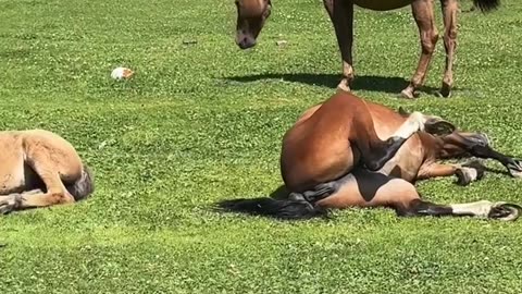 Chill Horse Sunbathing in a Funny Position
