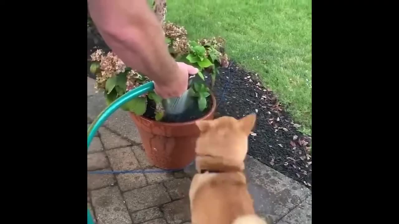 Funny Cats and Dogs Videos