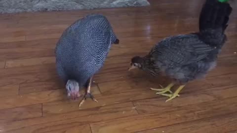 Breakfast time, invite two special guests into dining room.