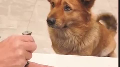 I_m_just_kidding_you._Aren_t_you_embarrassing_your_dad__This_dog_is_a_real_dog._Dogs._Cute_pets