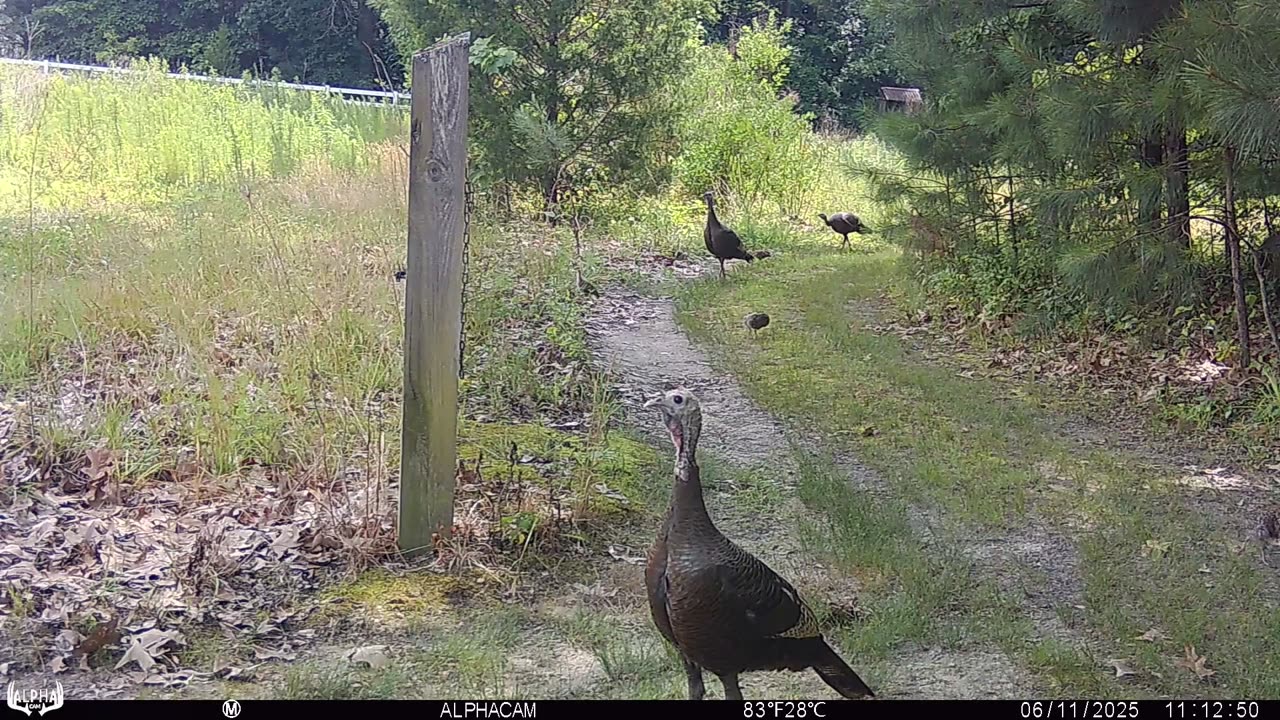 Random Wildlife - June 2025