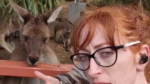 Kangaroo tales only in Australia