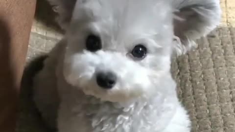 funny animals