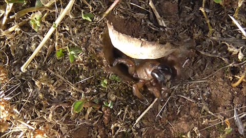Trapdoor Spider Snatches Food And All