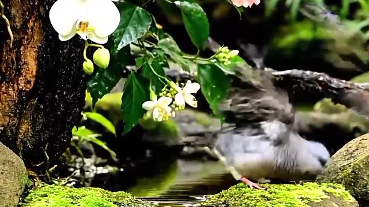 Relaxing Nature Sounds with Beautiful Birds and Waterfall