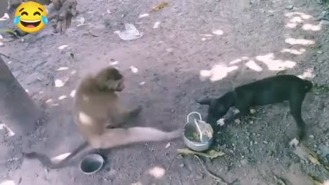 Dog, cat&monkey funny