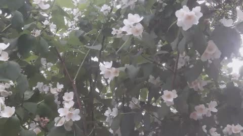 Jasmine blooms in the garden