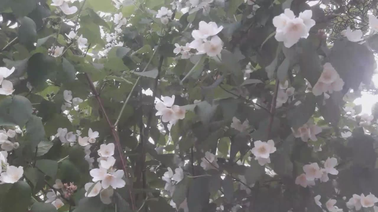 Jasmine blooms in the garden