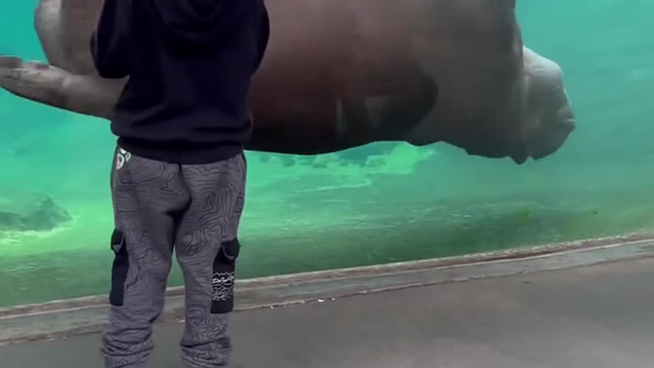 "Hippo’s Underwater Moves! 🦛💦"