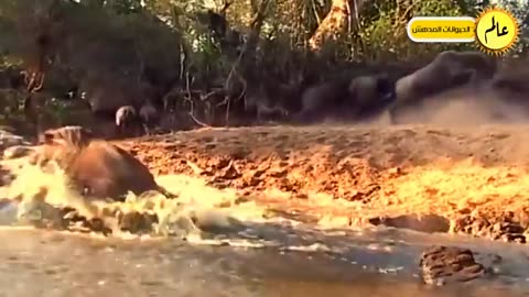 animals