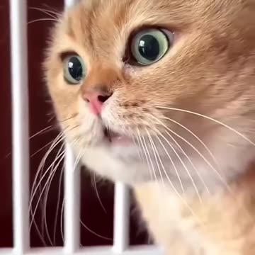 Dekho billi kaise ladai kar rahi hai.....#love #shorts #comedy #funnyvideo #billi #cat #catvideo