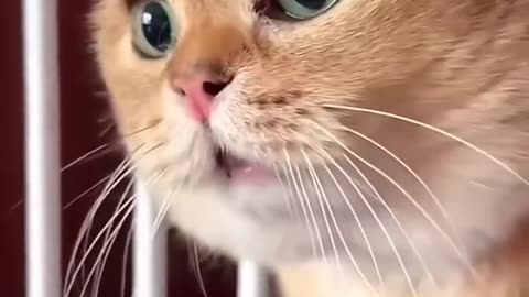 Dekho billi kaise ladai kar rahi hai.....#love #shorts #comedy #funnyvideo #billi #cat #catvideo