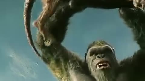 King kong and fox fight