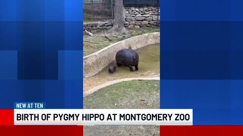 New pygmy hippo born at Montgomery Zoo