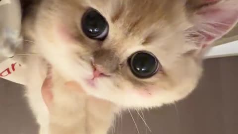 Little kitten, you are so cute