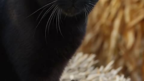 Cat Magician Conjures Halloween Magic 🐈‍⬛🪄🎃 | Spooky Kitty Short