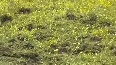 Animals Funny Compilation 🤣😂