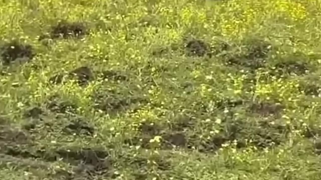 Animals Funny Compilation 🤣😂