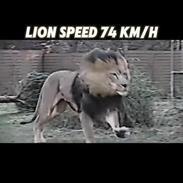 The fastest creature on land #trending #animals #lion #horse #cheetah #springbok #viralvideo #short
