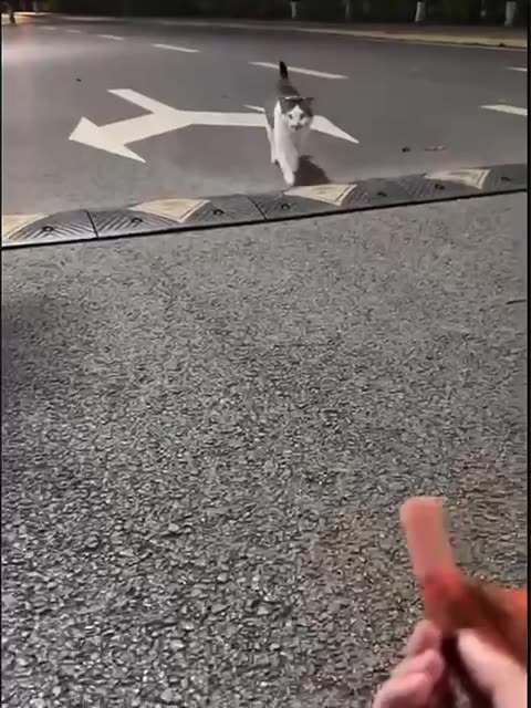 Sometimes love is more important than food