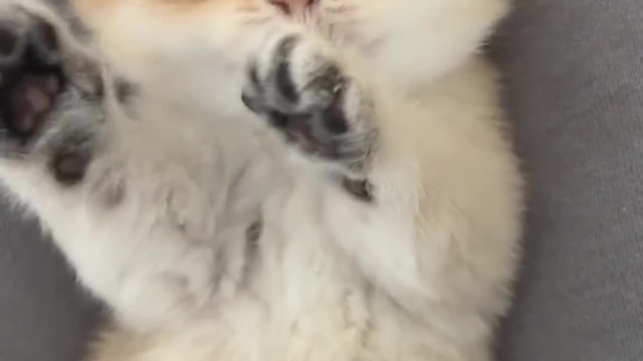 😻😻cate cat 😻😻