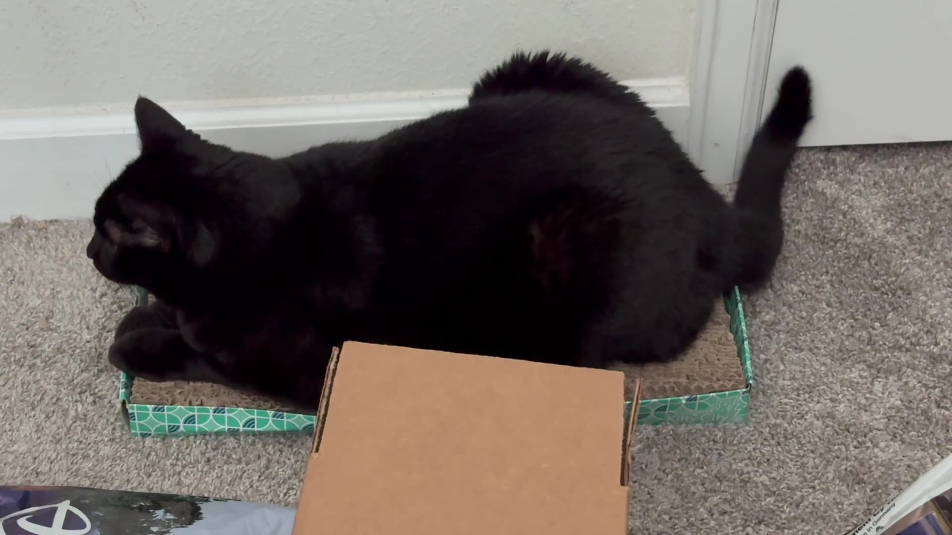 Cute Precious Piper Practices Her Letter I - My Adopted Shelter Cat Vlog