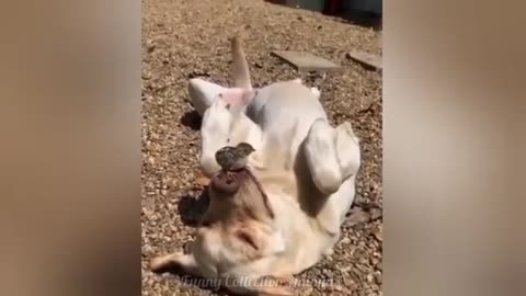 Funny videos of CATS🐱 and DOGS🐶 Best funny videos of ANIMALS 🤣2025--woowow