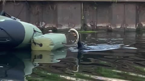 Bird Eating an Eel
