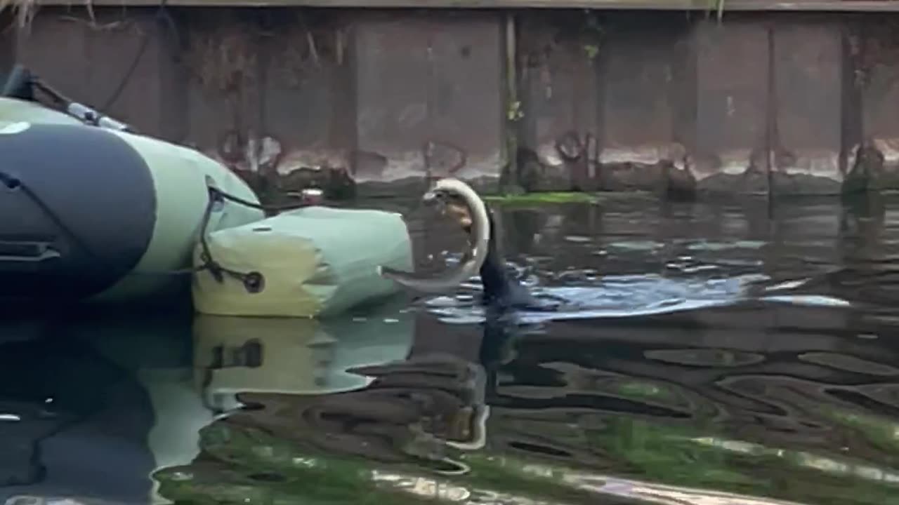 Bird Eating an Eel