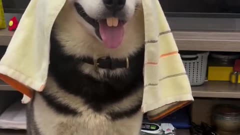 "Funny Dog Moments 😆 | Hilarious Dog Fails & Cute Puppy Reactions!"