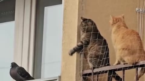 🤯🐾 You Won't Believe This Mission Impossible Animal Escape! | FunFM