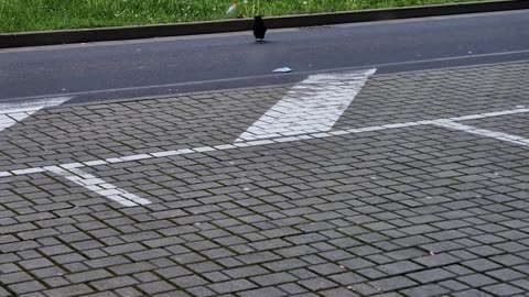 Corvid Moves Trash To Roadside Grass