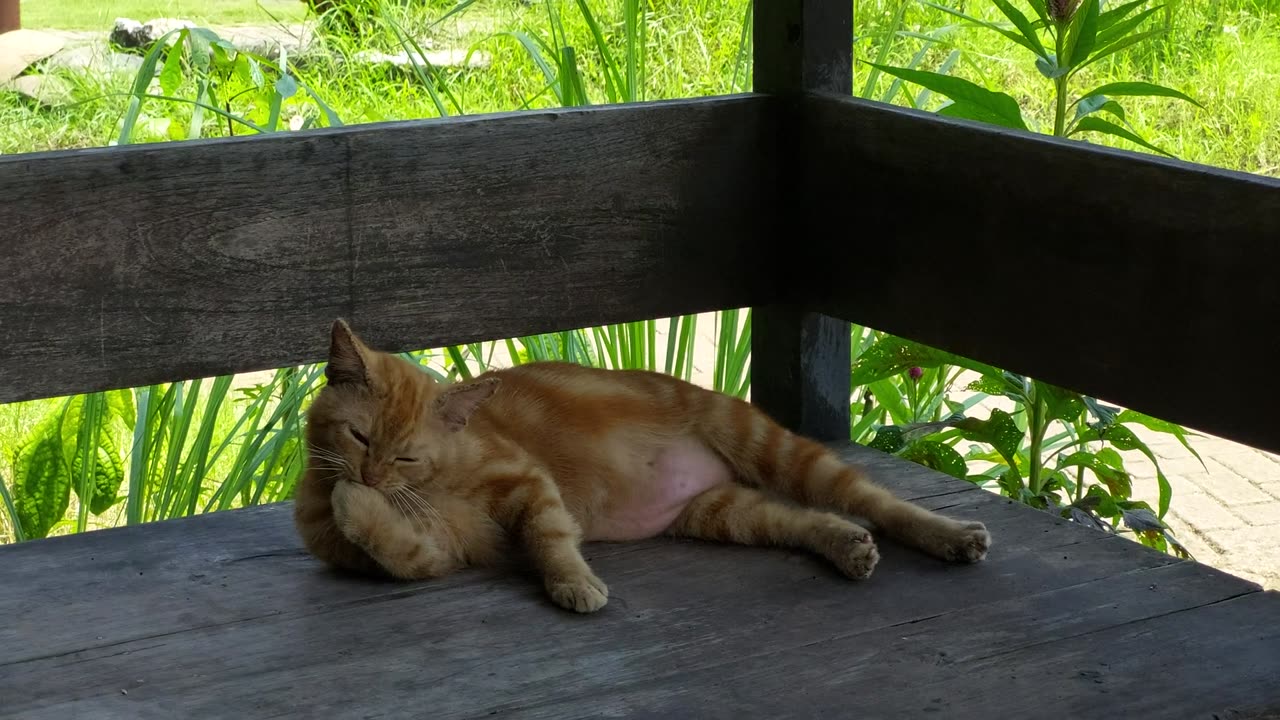 Relaxed Red Cat Chilling On Wooden Porch