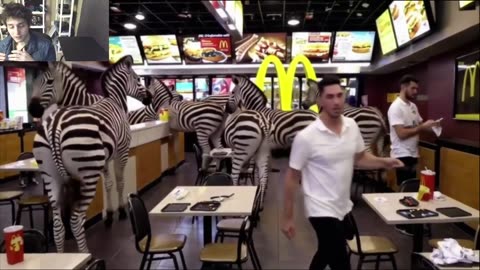 Outtake #1,101 Of Over 3 Zebras Roam Around A McDonald's Restaurant Fake Funny Parody Video