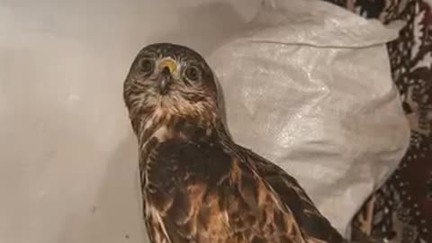 🦅❤️ Ukraine Russia War | Combat Medic Vitsik Rescues Eagle Injured by Enemy Fire | RCF