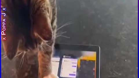 Game of Cat and Mouse 🐱