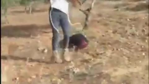 Israeli settlers continue to VIOLENTLY assault Palestinians in the West Bank