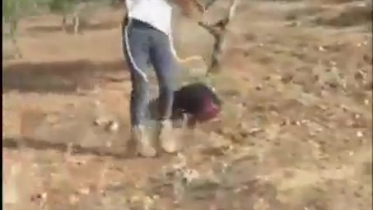 Israeli settlers continue to VIOLENTLY assault Palestinians in the West Bank