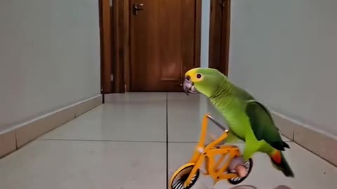 Bike acelerada #cycling #wheelie #Parrot #bmx #birds