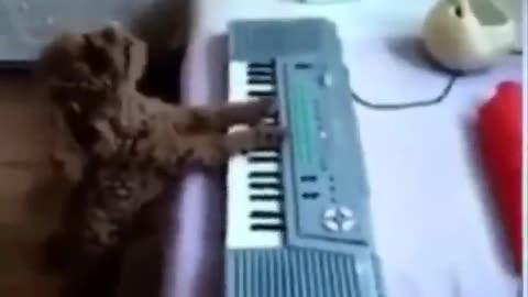Please Follow Funniest Animals 🐧 - Best Of Funny Animal Videos 😁 - Cutest Animals Ever