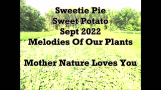 Sweetie Pie Sweet Potato Sept 2022