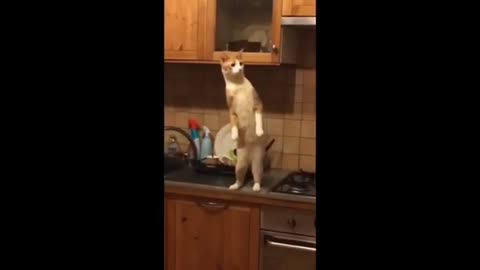 Funny(cat) 😅😺 video !