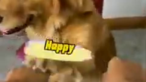 Pets Having Existential Crises – Too Relatable