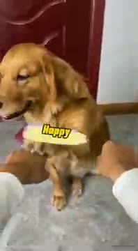 Pets Having Existential Crises – Too Relatable