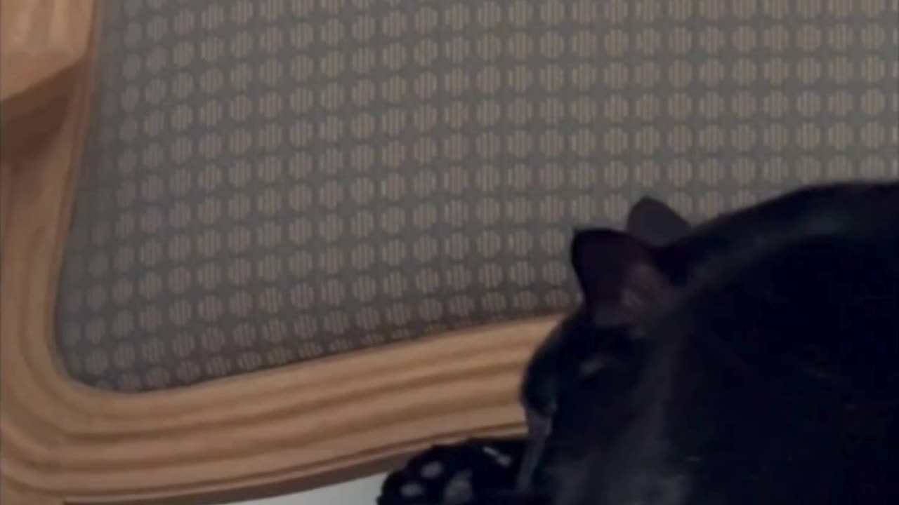 Cute Precious Piper is on Her Throne Again - My Adopted Shelter Cat Vlog #shorts