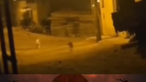 🐶😨 Dog Levitates! What Kind of Paranormal Force is This? | TheHauntingHour