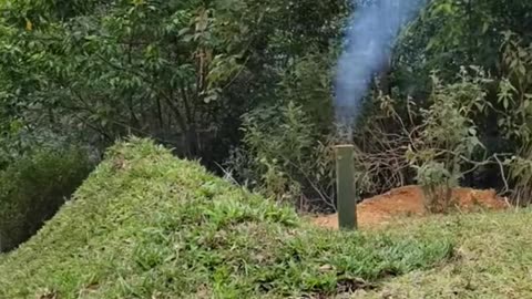 Alone in the dangers of the forest
