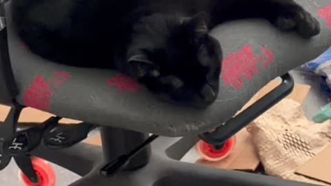 Precious Piper Falls Asleep in the Midst of the Messy Office - My Adopted Shelter Cat Vlog. #shorts